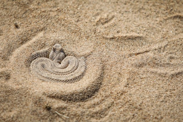 snake in sand